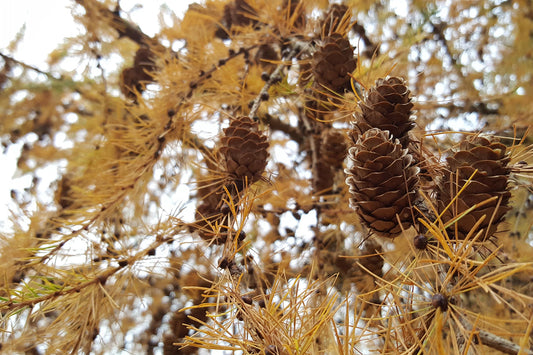 Explore Autumn Woodlands - 5 Woodland Wonders and Where to Find Them